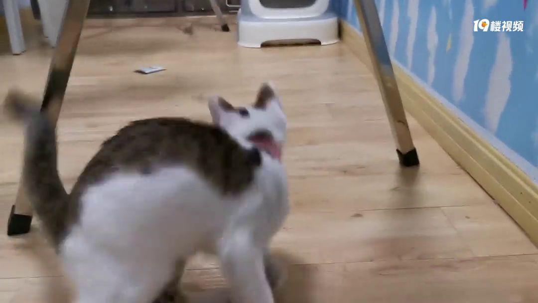 给猫取名叫“千翻”,性格确实千翻,于是还想养只叫“文静”的猫