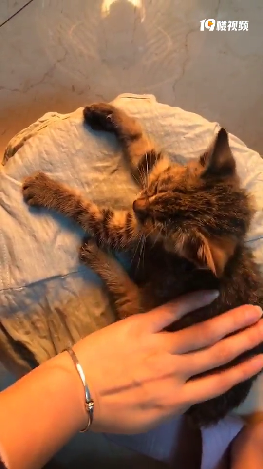 һֻС껨èĳԳ˳2´