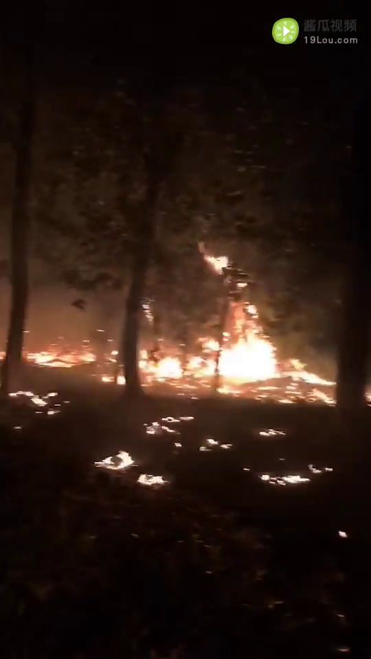 深夜突发!320国道边的绿化林着火了!火苗直窜3米…
