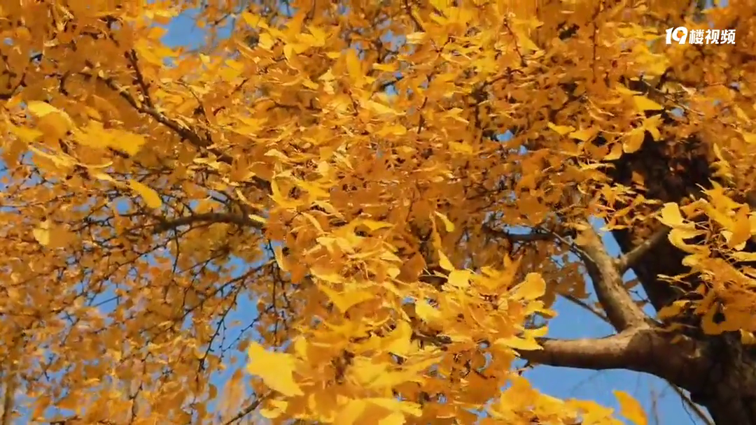 ȥҸ㳡ĸҶ̫µҶ̫Ư