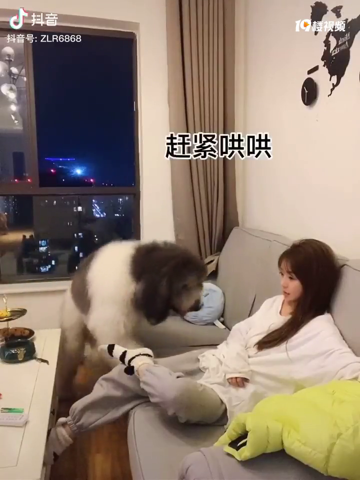 这种狗狗好想拥有,简直就是狗生中的“霸道总裁”,还兼职舔狗嘛
