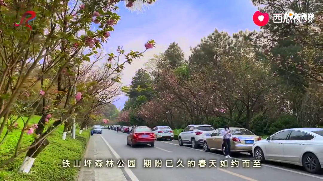 铁山坪森林公园,期盼已久的春天如约而至,樱花全都正进入盛花期