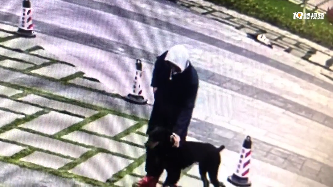 中央公园内遛狗不牵绳 猎犬狂咬保安后犬主逃逸