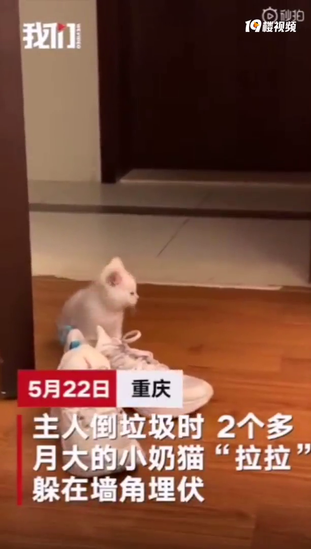 重庆都有wanghong猫了,小奶猫埋伏在墙角吓主人,逗趣程度满分