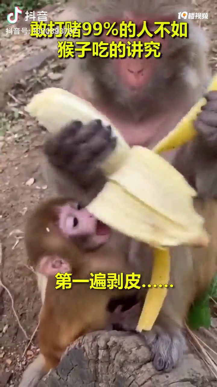我敢保证我们身边99%的人吃香蕉都没得猴子精致,你敢认吗?