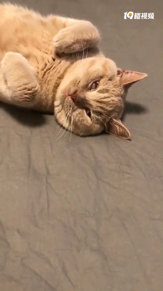 �Ҽҵ�è�ɾ��ˣ��ɵ��Ϸ�����һ���������һ���Ϊ�������