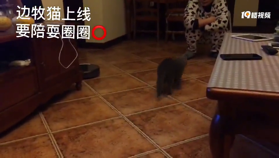 ����һֻ������è����ʮ�ִ���������������������ȦȦ