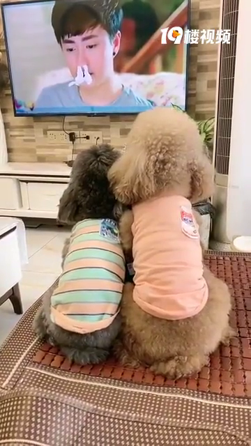 给狗子看爱情片的后果是这样