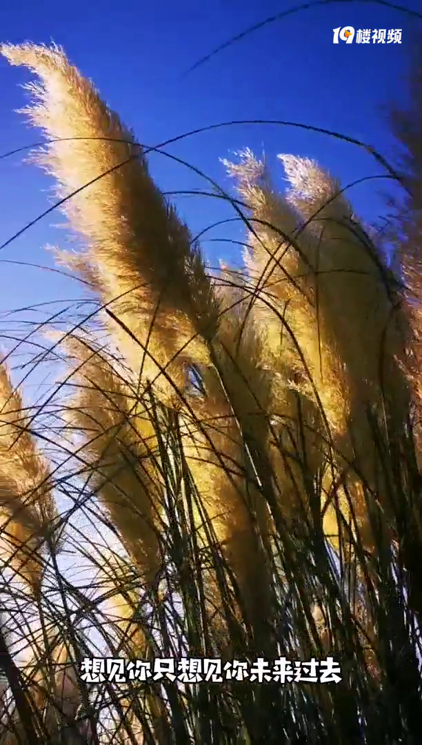 ����̨�ݡ��ͺϹ�԰