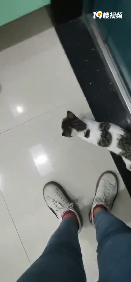 在某售房部捡到一只猫,实际上它是流浪猫,于是我决定自己养