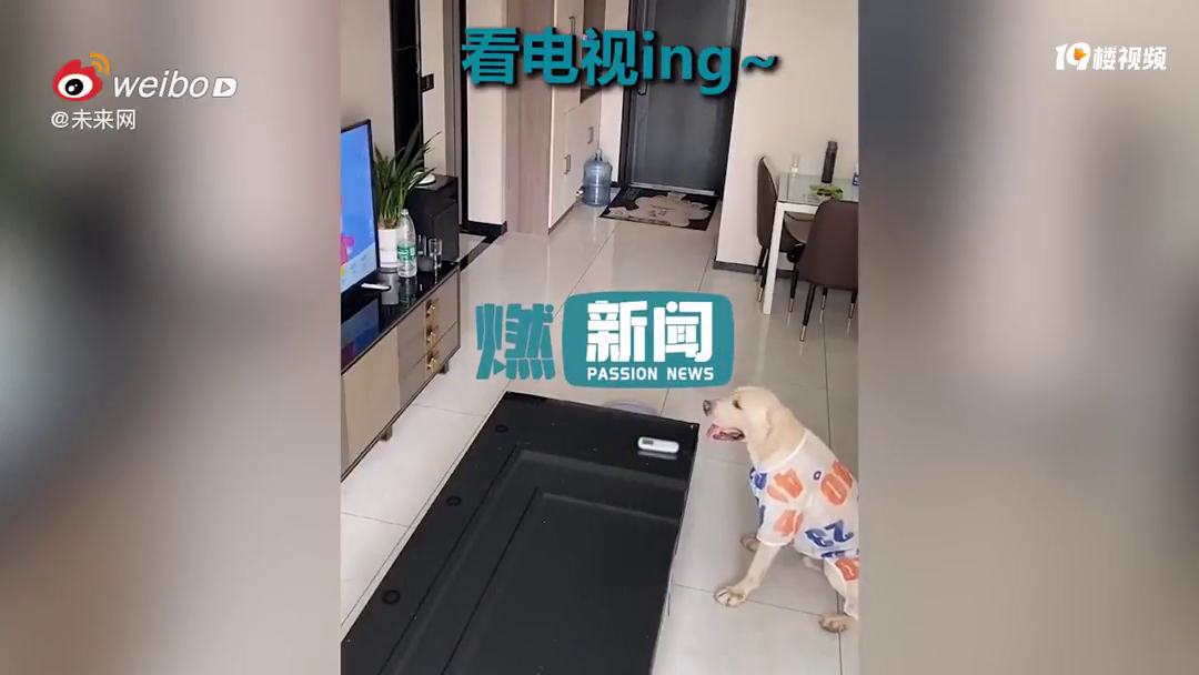 拉布拉多独自接待送水小哥
