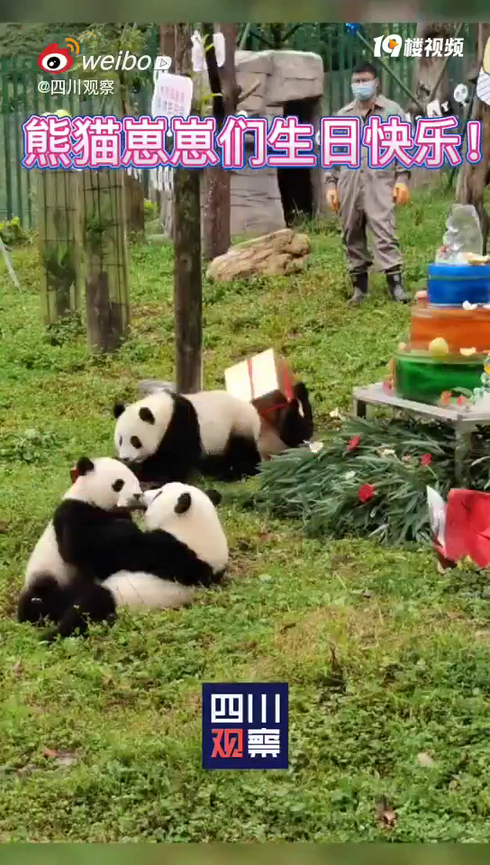 熊猫宝宝生日暖心熊抱太治愈了
