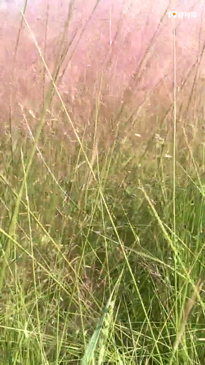 �����Ӳ�