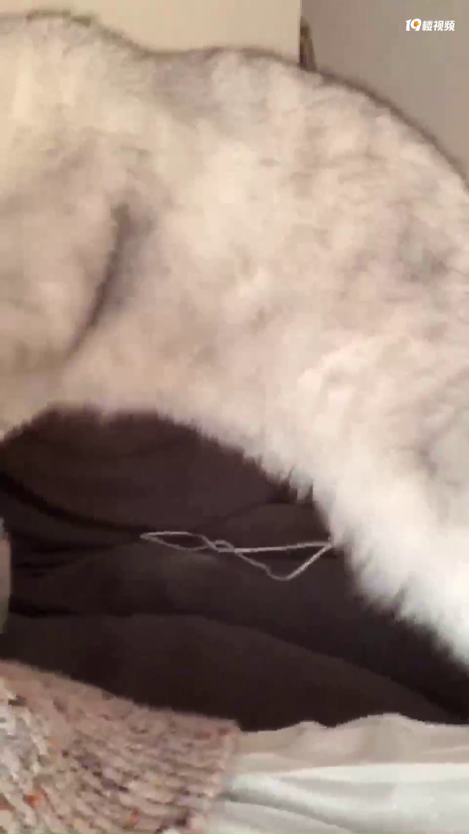 我的猫都绝育一年了,为什么看到毛衣或者珊瑚绒还是要来踩?