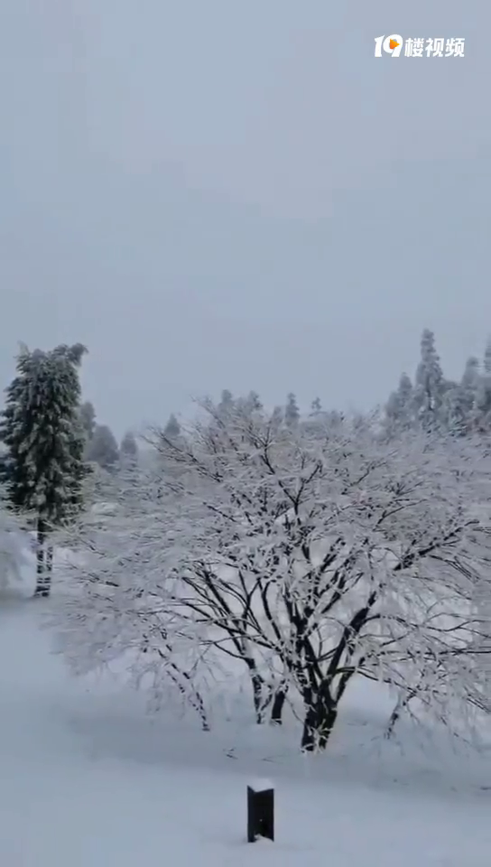 仙女山今天终于下雪了,美得像童话世界,周末可以安排耍雪啦