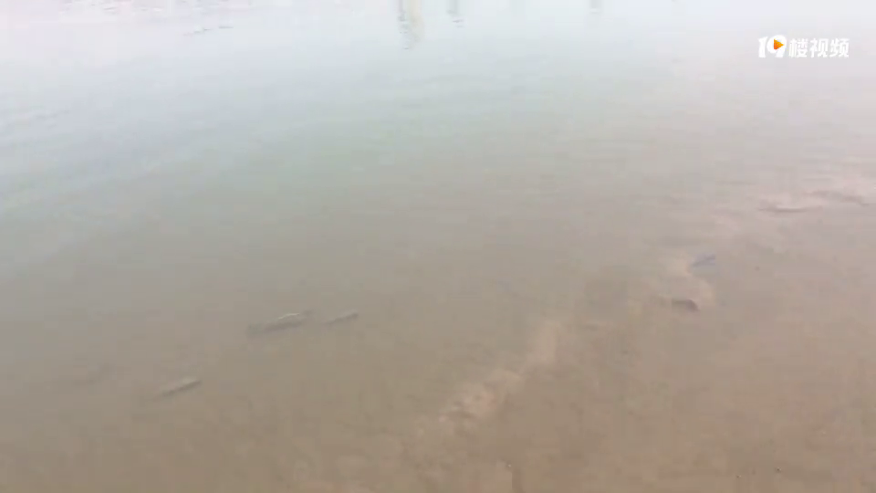 长江岸边耍沙惊现野生鱼群晒太阳