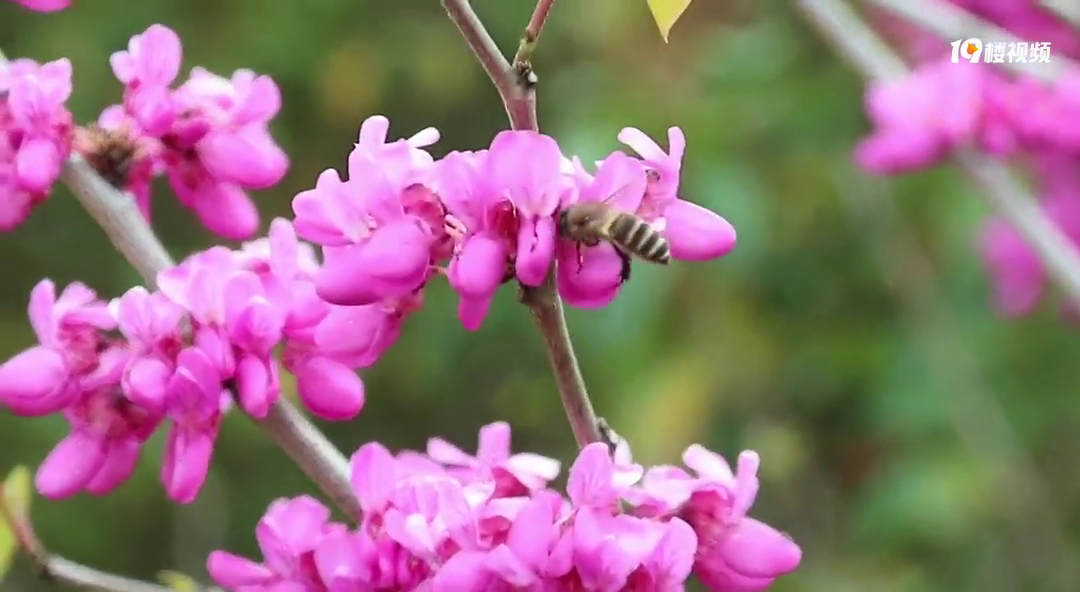 �����ʳ�˼�֣���¶Ϊ�ƻ�Ϊ��