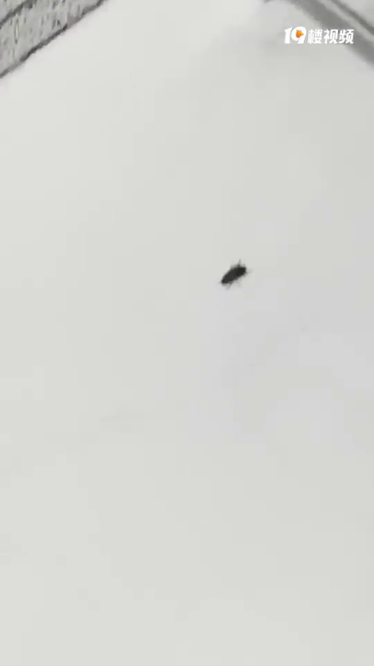 ����Ӷ������ĳ������ �Ҳ���ԴͷҲ���� �ñ�������