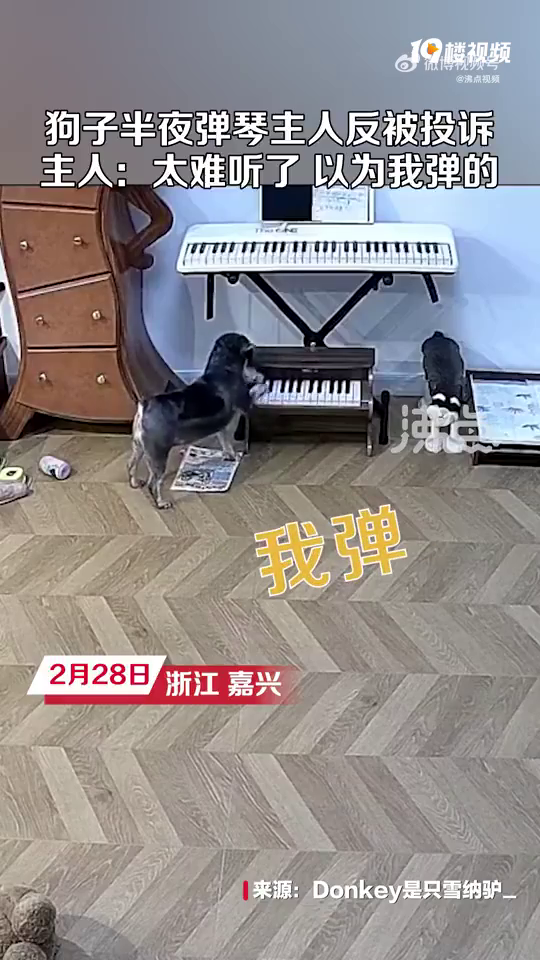 �����⹷�ӻ��ˣ���ҹ���ٱ�Ͷ�ߣ��������޹���ǹ��