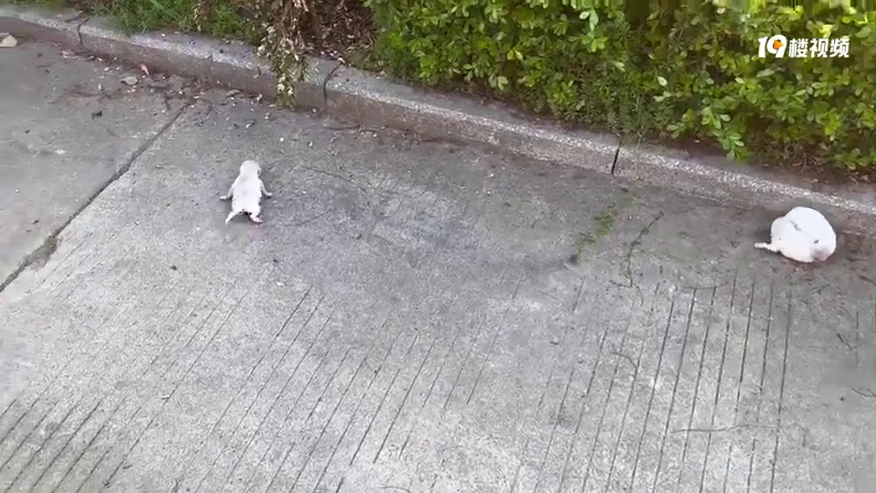 �Ź�Ŷ��ͩ���������������˶�����С�̹���һֱ�ڽл���