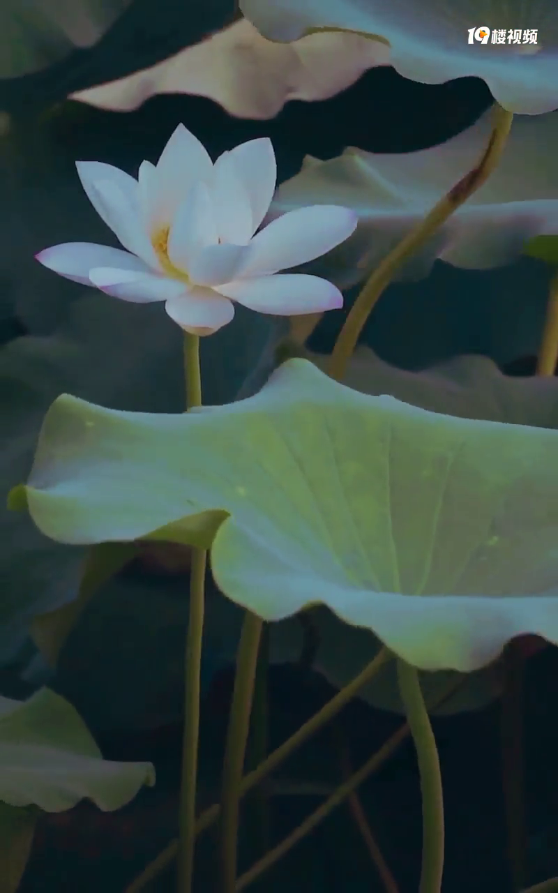 �ֵ����ĺɻ��ļ��ڣ�