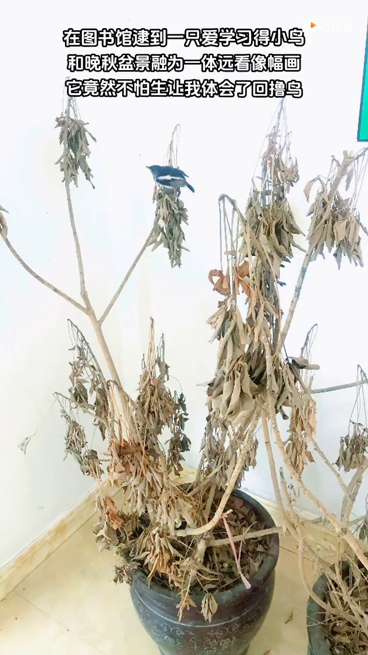 ����һֻ��ѧϰ�����