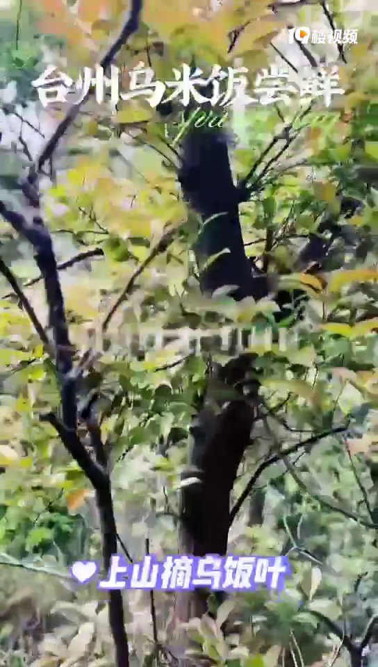 Ʈ��ǧ������׷���һҶһ�����������