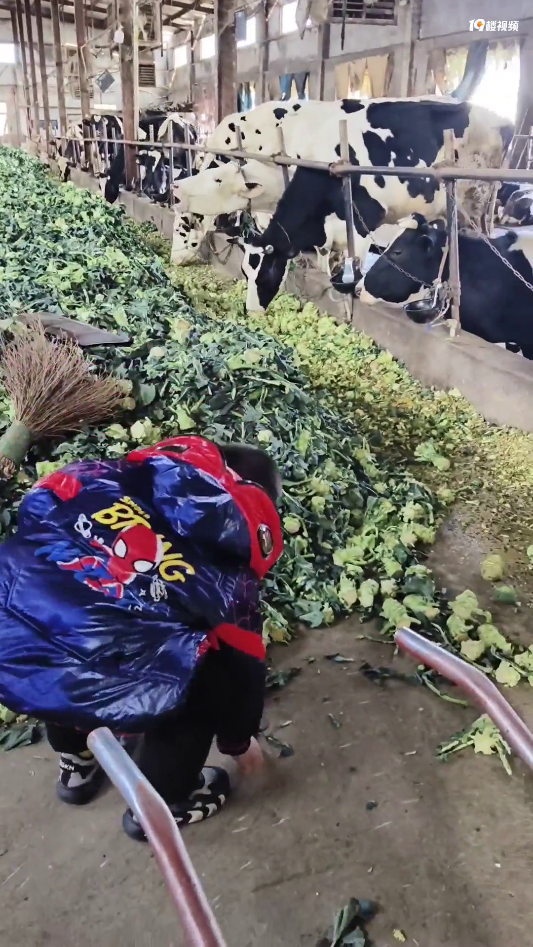 ���µ���Ȥ������ιţ��