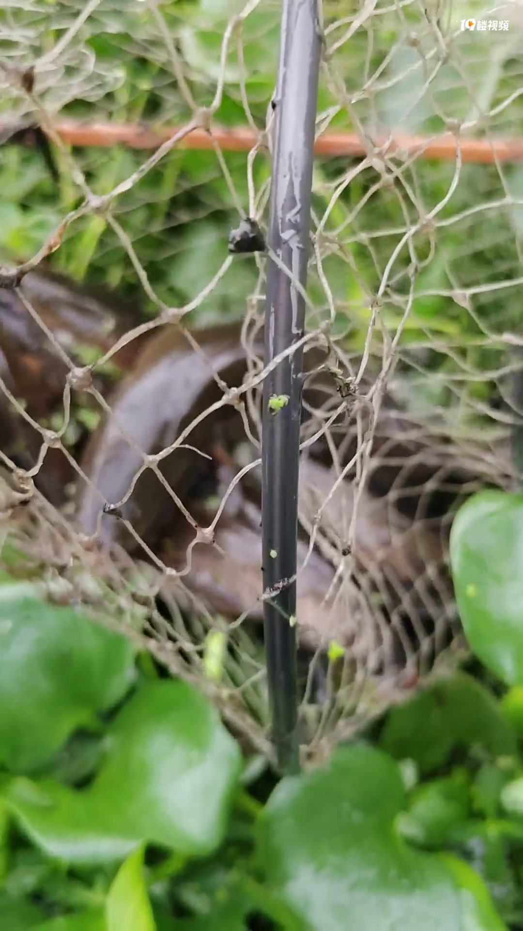 �������ˣ�һ����������Ƥ