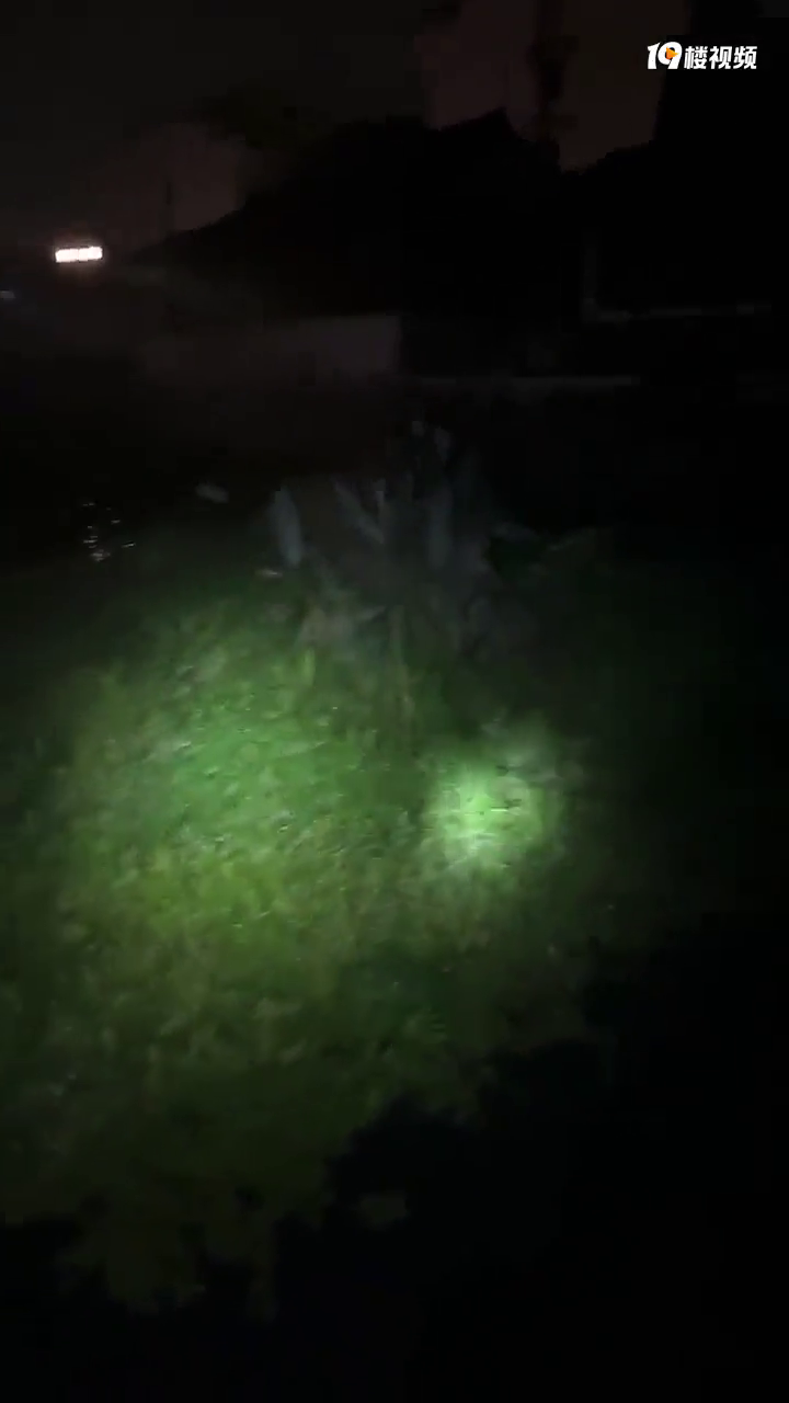 ����Χ�ۣ���������ҹ�� ��Ȼż��һֻ��Ƥ��������