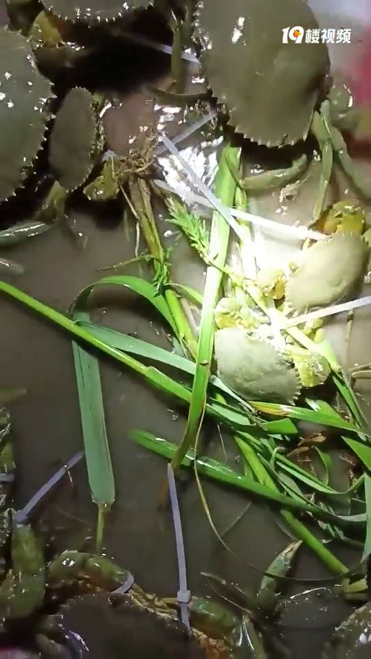 �Լ�ץ�Ļ���Ұ����з