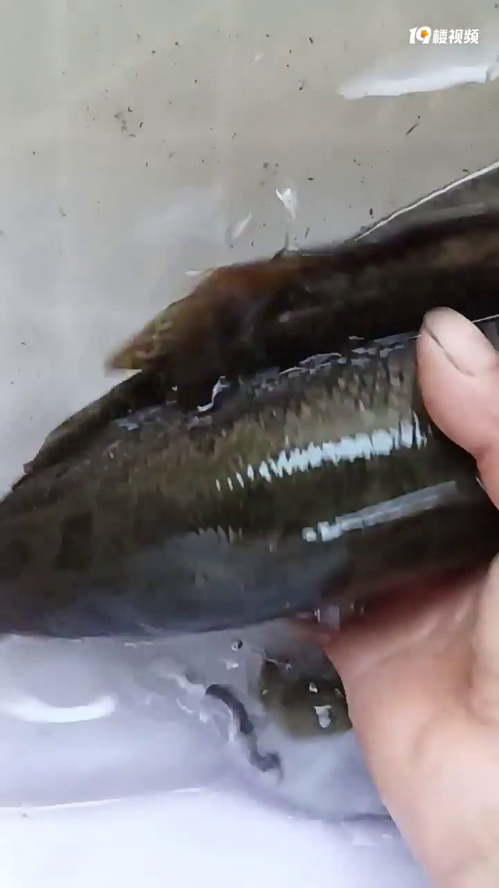 Ұ���㣬ԭ��̬