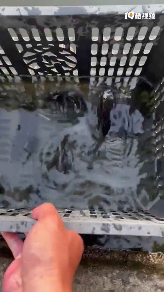 �������յ��ա����ǹη����ꡫ��������Ψһ�İ���