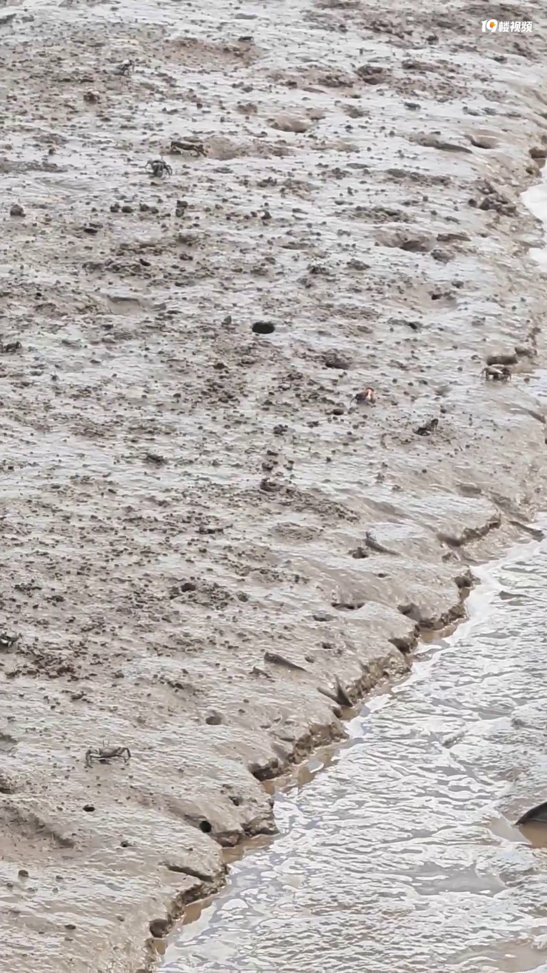 ������ͦ���