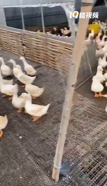 40��һֻ����Ѽ����������