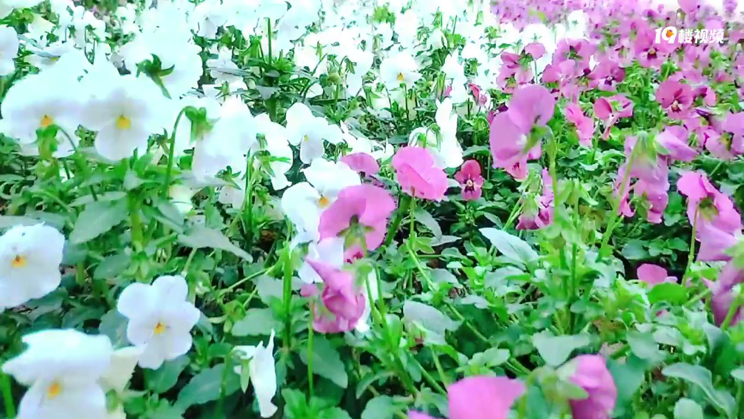 �������ռ�No.51������Щһ���Ѿ��ɣ��������ĺ���