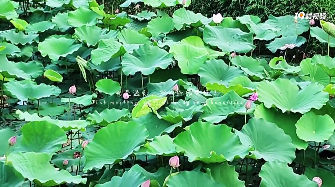 �������ռ�No.54���ܱ�С�ߣ������ɻ���