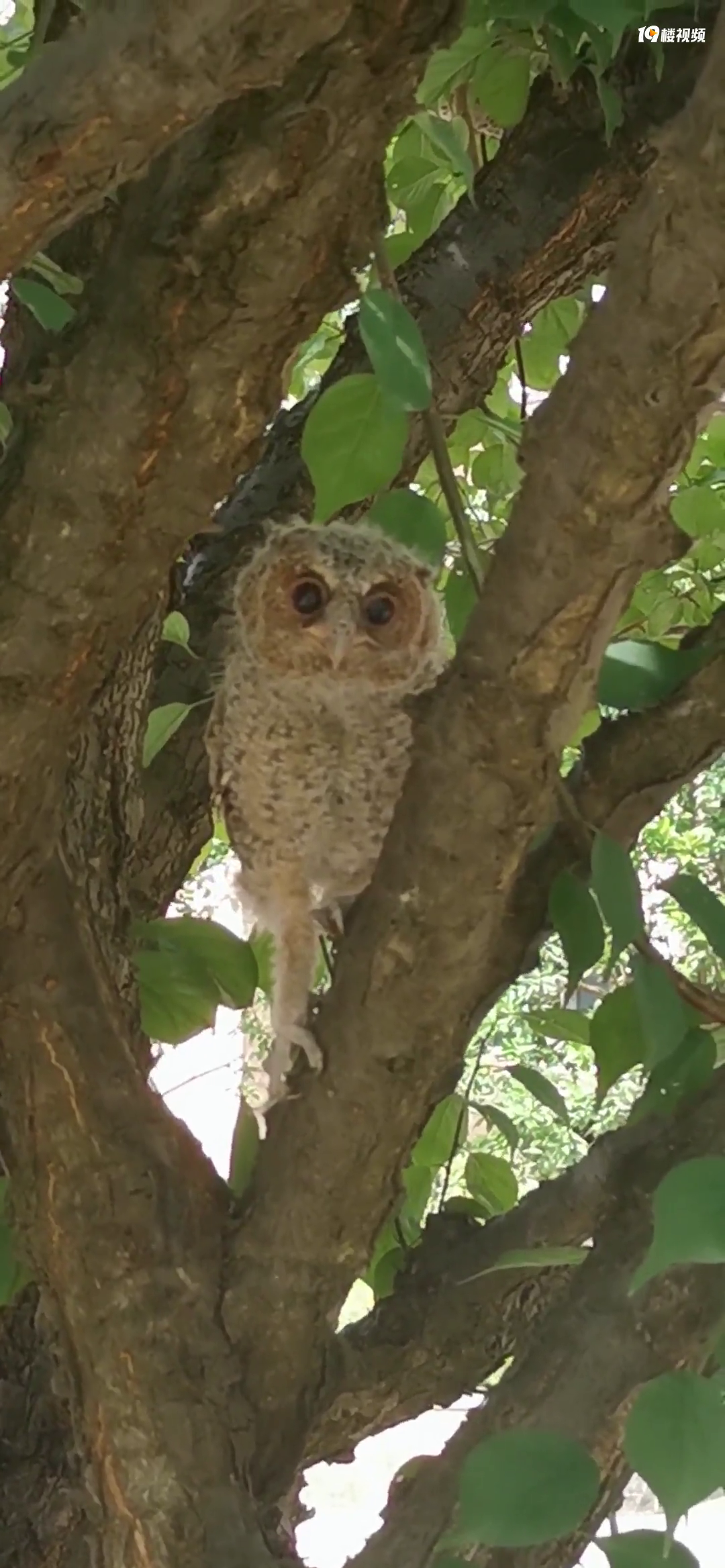 С���������԰��������èͷӥ���������ÿɰ�