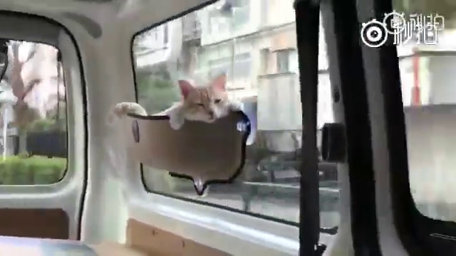 ѸԼèڳ˸С̣·˿Ҫ׷ų