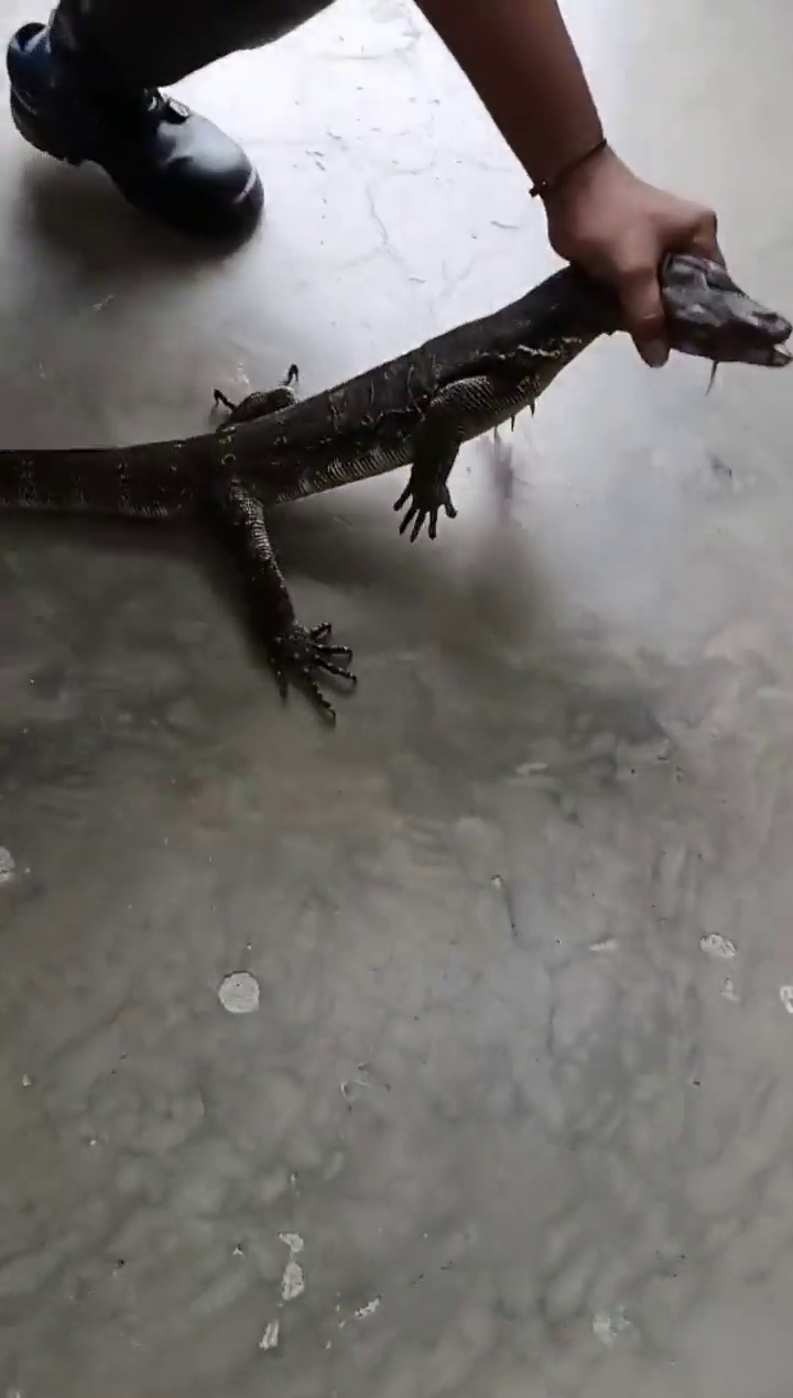 ���ˣ�һ�׳������洳����լ����ץ����ʱ����������צ�ء�