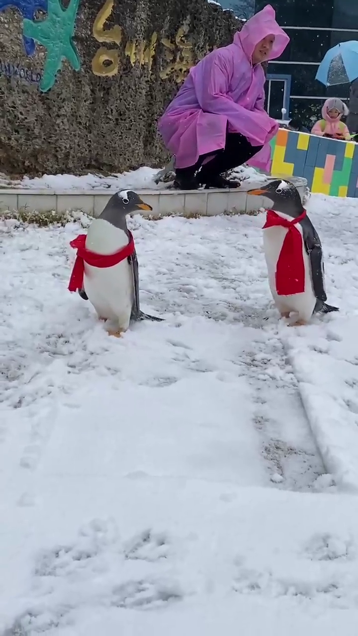 ��ѩ�죬̨�ݺ�����������ų��������